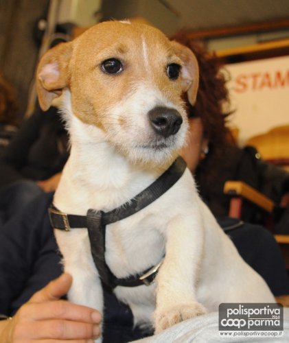 La mascotte 
