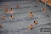 Pol. Coop Parma-Adria Nuoto